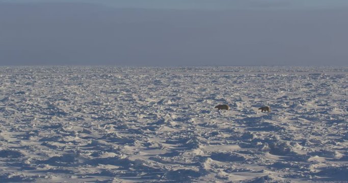 Wide scenic polar bears crossing sunny sea ice