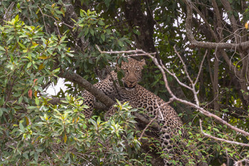The leopard waiting prey. On tree. Masai Mara, Kenya