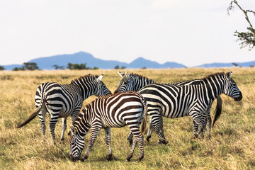 Fototapeta na wymiar Zebras in the savannah. Zebra communicate. Masai Mara, Kenya