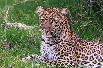 Young leopard resting. Nakuru, Kenya