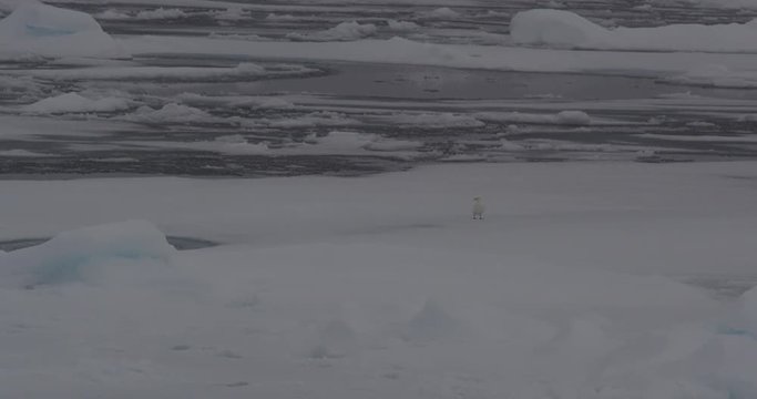 Whip pan from from ivory gull to glaucus gull feeding on bloody rib cage of seal