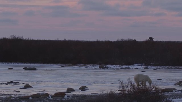 Medium polar bear on frozen pond licks ice in the lavender light of dusk