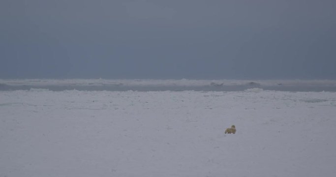 Distant polar bear and cub out on the desolate sea ice