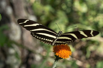 La mariposa de rayas está tranquila en la flor anaranjada.