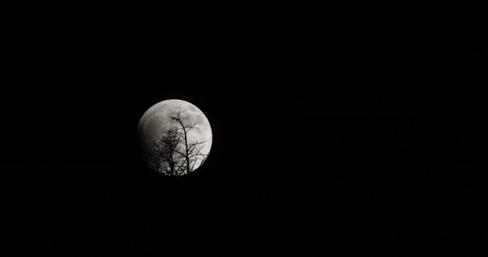 Full moon at end of eclipse highlights tree tops spooky