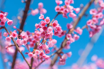 Pink blossoms on the branch with blue sky during spring blooming
Branch with pink sakura blossoms and blue sky background.
Blooming cherry tree branches against a cloudy blue sky