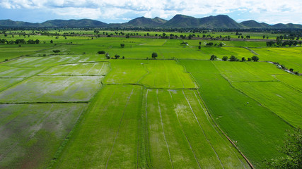 Obraz premium Paddy fields in Thailand.