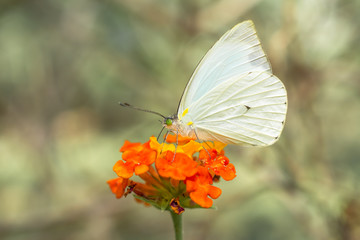 La mariposa camina arriba de la flor.