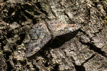 La mariposa se esconde en el tronco del árbol.