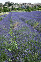 Fototapeta na wymiar lavender flowers growing provence fields france
