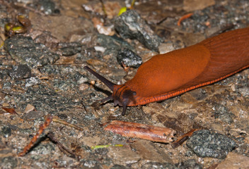 Orange Schleimschnecke in Nahaufnahme 