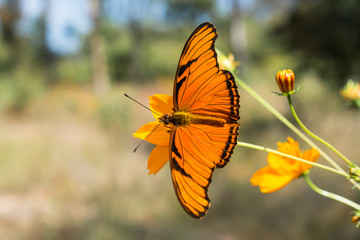 La mariposa se inclina en la flor.