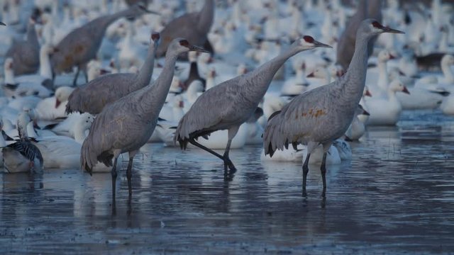 Close Sandhill Cranes in Front of Snow Geese at Morning