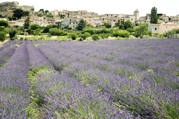 Plakat lavender flowers growing provence fields france