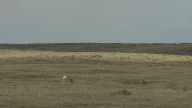 Pronghorn antelope buck grazing on Montana prairie with heat waves on summer day