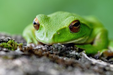 モリアオガエル