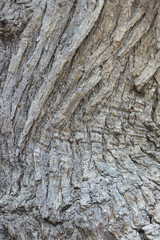 Tree bark texture. Cork. Background and texture to apply it on graphic or 3d design elements.
