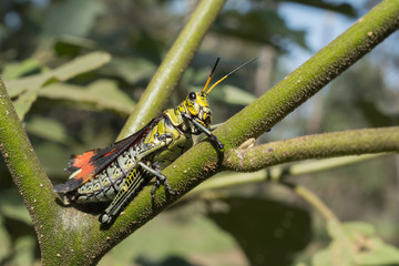 El saltamontes se aferra a la rama.