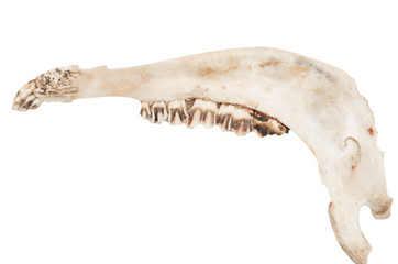 old jaw bone with teeth ram