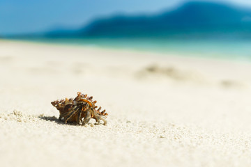 Fototapeta na wymiar Big hermit crab on the tropical island. The sandy beach is empty. Exotic trip.