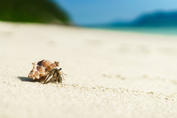 Big hermit crab on the tropical island. The sandy beach is empty. Exotic trip.