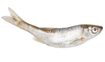 Obraz premium small fish on a white background
