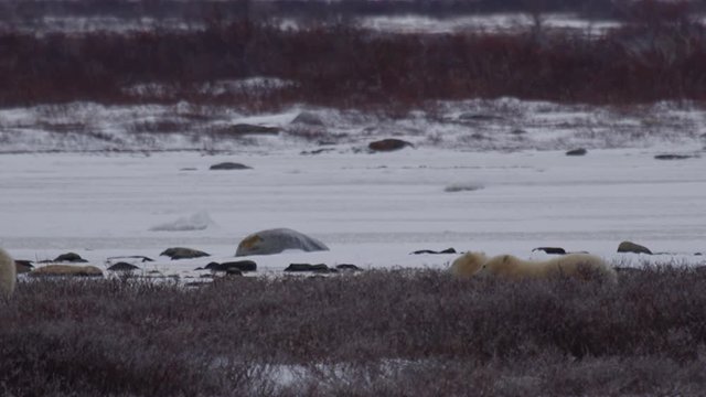 Polar bear cub stands to see then runs after mother in snowy willows