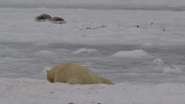 Polar bear friends wrestle and play on sea ice