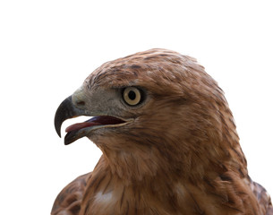 hawk's head on a white background