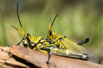 Los saltamontes se aparean sobre un tronco de madera.