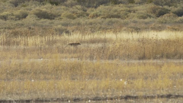 Coyote Stalks Through the Tall Grass Next To Marsh