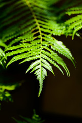 Beautiful Green Fern Leaves