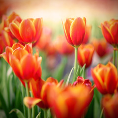 Red tulips fields in warm sunlight