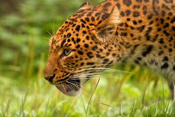 A leopard's head