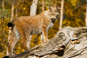 Lynx