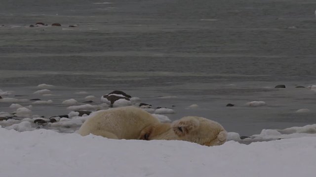 Slow motion - polar bears rough house next to icy sea