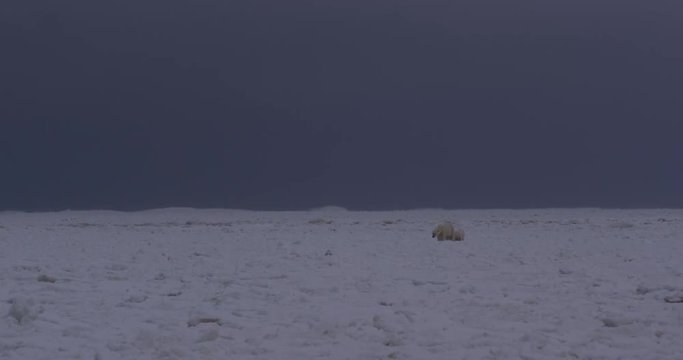 Storm clouds and snow over walking polar bears on ice