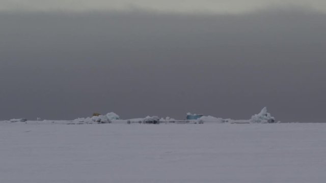 Polar bear walks away near ice edge and rolls in snow