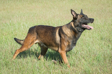Belgian Malinois dog running in grass