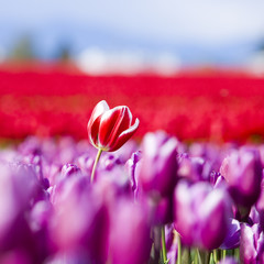 Standing Up For What's Right 