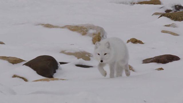 Tracking shot white arctic fox running across rocks in snow