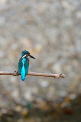 小枝にとまるカワセミ.