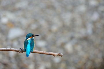 小枝にとまるカワセミ.