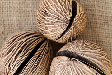 Closeup of Cerbera Odollam fruit, Pong pong seed on blurred gunn