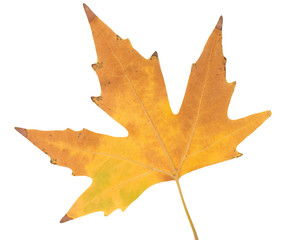 autumn maple leaves white background