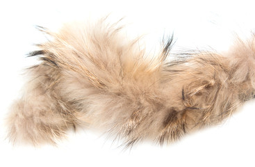 brown fur on a white background