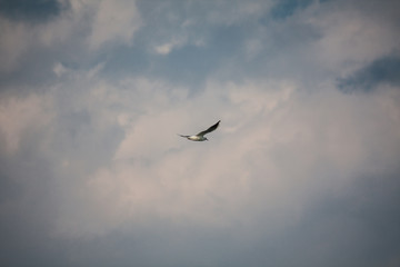 seagull flying in the sky