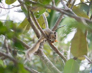 Fototapeta premium .Albino squirrel eating delicious fruit and be careful on the tr