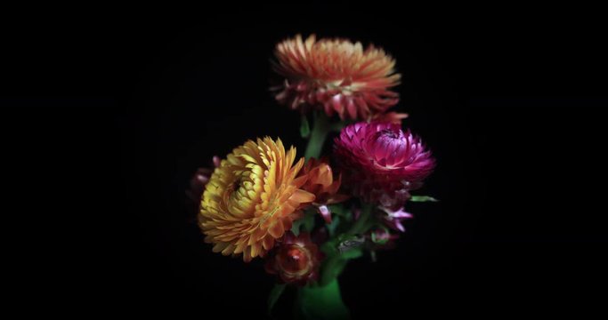 Blooming Strawflower. Studio Isolated on a black background.
