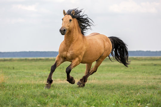Fototapeta Bay horse running on a meadow.